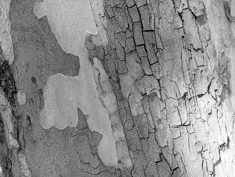 Black and white macro texture of peeling rough platanus tree bark. Detailed monochrome background of a plane tree trunk surface, perfect for organic designs and abstract concepts.