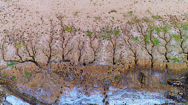 Aerial view of intricate soil erosion patterns and dendritic drainage channels carved into the earth in Olpad, Gujarat, India.