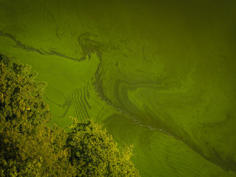 Aerial view of green algae patterns on the surface of a lake near dense forest trees in Sucha, Lower Silesia, Poland.