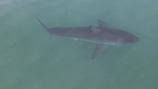 Large Shark in Side Profile in Blue-Green Water