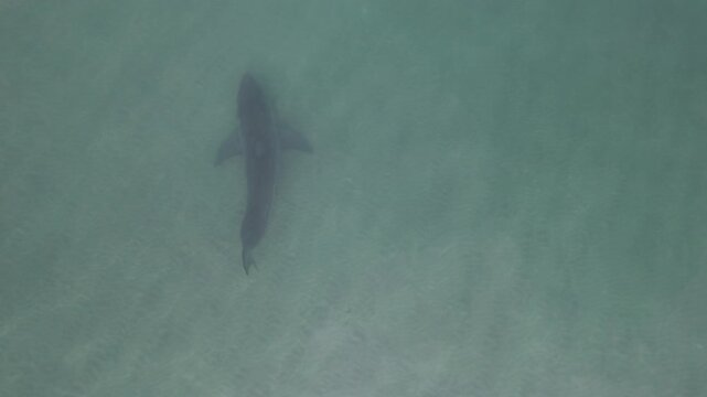 Shark Silhouette From Directly Above in Pale Green Water
