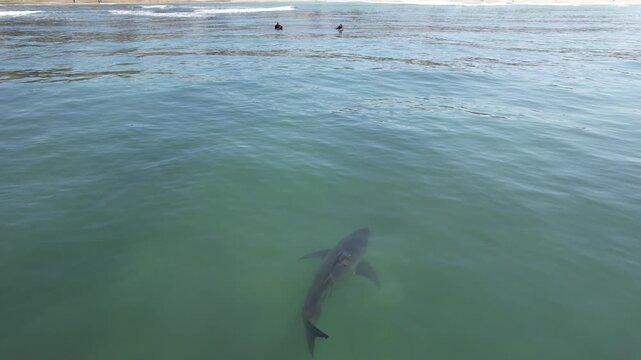 Shark Below the Surface of Green Coastal Water &mdash; Aerial