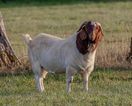 Male Boer goat. Thick set breed optimised for meat production. Strong haunches and muscular frame on the buck.