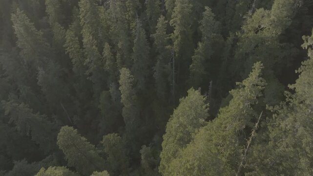 Dense Evergreen Forest Canopy From Above
