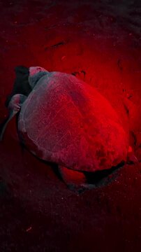 Sea turtle laying eggs in the sand at night