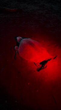 Sea turtle laying eggs on beach at night under red light