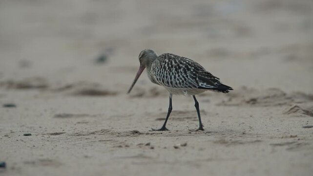 Black-tailed Godwit, Limosa limosa, bird on sand, Devon, England, United Kingdom