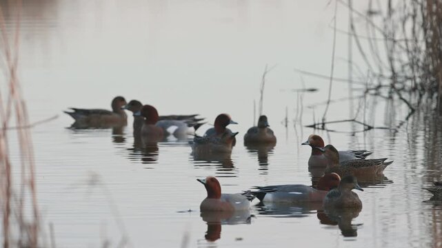 Eurasian Wigeon, Mareca penelope, birds on winter marshes