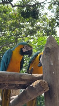 A Pair of Blue and Yellow Macaws
