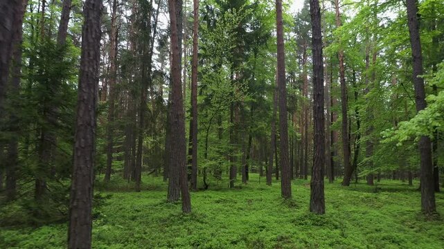 Drone flight through a deciduous forest and pine forest, pine forest, trees, forestry, summer, East Styrian hill country, Styria, Austria