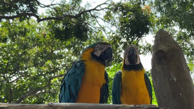A Pair of Blue and Gold Macaws
