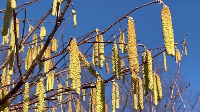 Common hazel (Corylus avellana), pollen