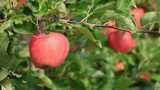 Cultivated apple (Malus domestica Borkh., synonym: Pyrus malus L.), apple tree, fruit, ripe, on the tree, agriculture, fruit, in summer, Ellerstadt, Rhineland Palatinate, Germany