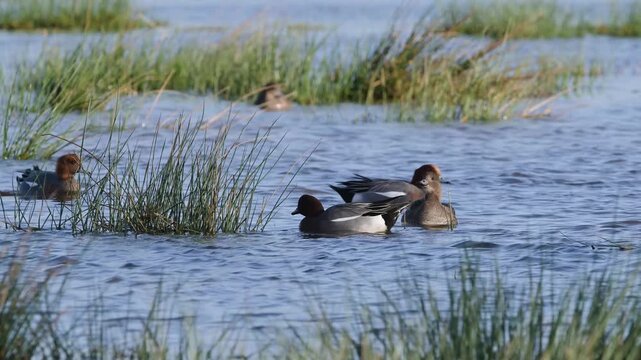 Eurasian Wigeon, Mareca penelope, birds on winter marshes