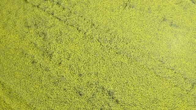 Aerial view of a rape field in bloom in spring, Flachgau, Salzburg province, Austria