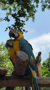 A Pair of Blue and Gold Macaws