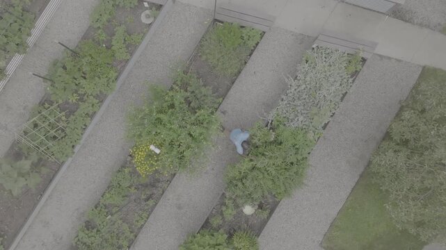 Top-Down Aerial of Garden Paths and Planting Beds