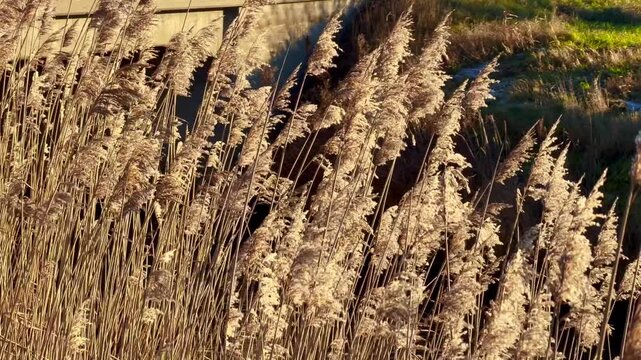 Common reed (Phragmites communis) at a creek in winter in Ystad municipality, Sk&aring;ne county, Sweden, Scandinavia
