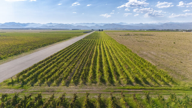 Aerial view of the Sipcanik Wine Cellar vineyards with neat rows of grapevines stretching across the landscape near mountains in Tuzi, Tuzi Municipality, Montenegro.