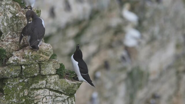 Razorbill, Alca Torda, birds on cliffs, Bempton Cliffs, North Yorkshire, England, United Kingdom