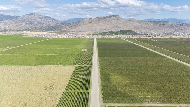 Aerial view of Sipcanik Wine Cellar and vast vineyards with rows of grapevines stretching towards the town of Tuzi, Tuzi Municipality, Montenegro.