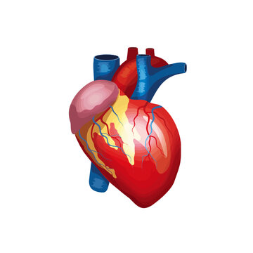 Human heart anatomy vector illustration for medical education