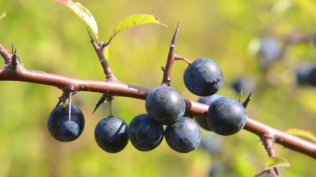 Blackthorn (Prunus spinosa), branch with fruit in Ystad, Sk&aring;ne County, Sweden, Scandinavia