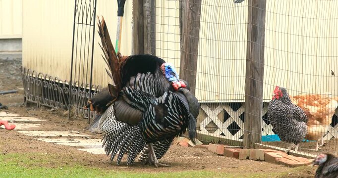 Wild turkey. Meleagris gallopavo. Male in courtship display near a chicken pen. Region of La Mauricie, province of Quebec. Canada