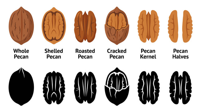 Set of vector pecan nut arranged in a row, featuring both classic filled designs and simple line art outlines, isolated on a white background for healthy food logos