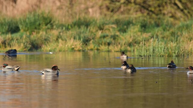 Eurasian Teal, Anas crecca, birds in spring courtship on marshes