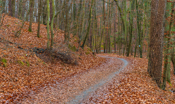 View of a winding path covered in fallen brown leaves through the dense forest of Tricity Landscape Park in Gdansk, Pomeranian Voivodeship, Poland.