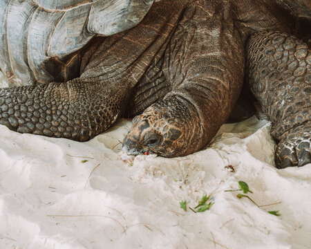 Close-up of a giant tortoise resting on white sand in a tropical setting on La Digue, Seychelles.
