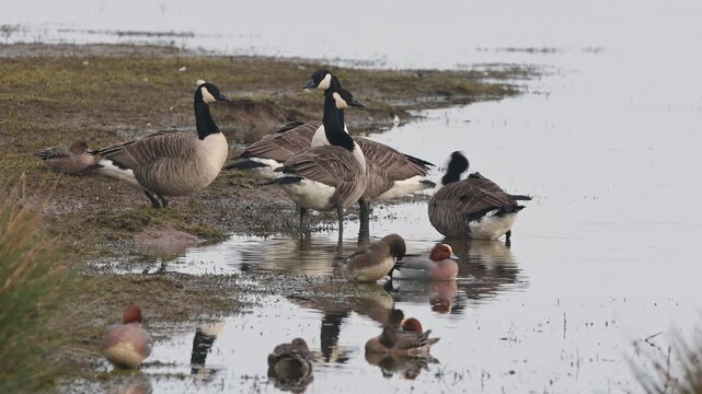 Canada Goose, Branta canadensis and Eurasian Wigeon, Mareca penelope, birds on winter Marshes, Devon, England, United Kingdom