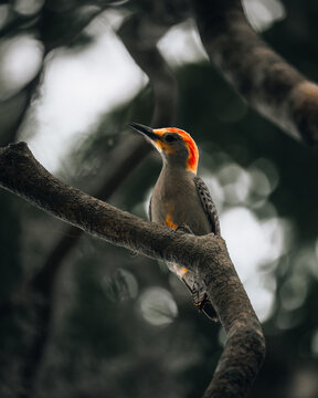 View of a Red-bellied Woodpecker perched on a textured tree branch against a soft-focus forest background in Tampa, Florida, United States.