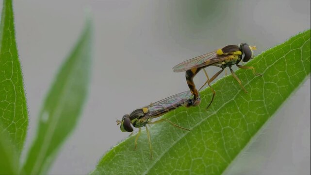 Common long-bellied hoverflies (Sphaerophoria scripta) mating, Hesse, Germany