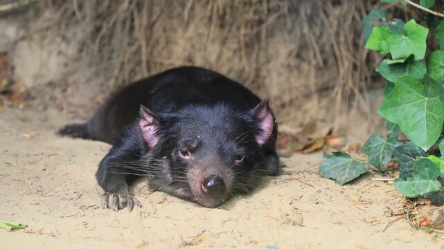 Tasmanian devil (Sarcophilus harrisii), adult, lying down, tired, Australia