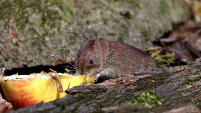 House mouse (Mus musculus), Germany