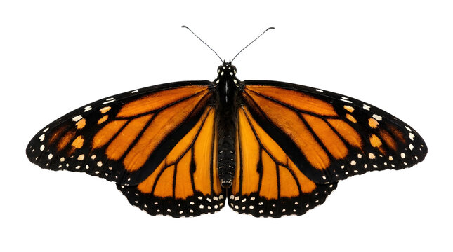 Monarch butterfly with orange and black wings isolated on transparent