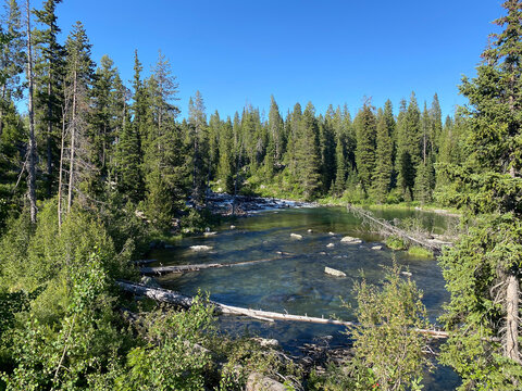 View of Uinta National Forest featuring a clear mountain stream flowing over rocks and logs surrounded by dense coniferous forest under a clear blue sky in Utah County, Utah, United States.