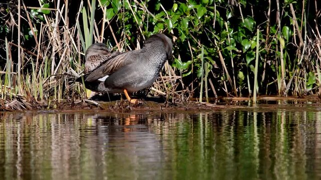 Gadwall (Mareca strepera), Devon, England, United Kingdom