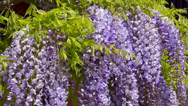 Blue rain (Wisteria sinensis), Wisteria, in Ystad, Scania, Sweden, Scandinavia