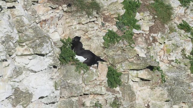 Razorbill, Alca torda, Bempton Cliffs, Yorkshire, England, United Kingdom
