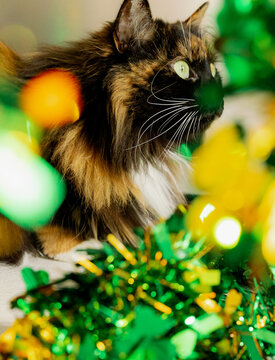 Portrait of a beautiful tricolor green-eyed cat through tinsel.