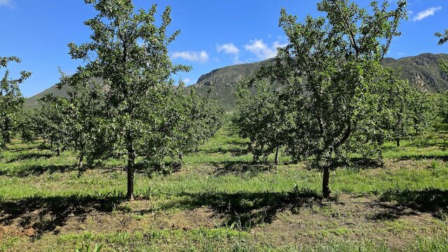 View of almond orchards with rows of trees under a clear blue sky and mountains in the background in Hoeko, Western Cape, South Africa.