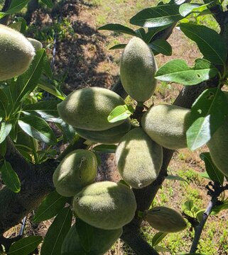 View of green almonds growing on a tree branch in an orchard, with fuzzy fruit skins and green leaves visible in natural sunlight Hoeko, Western Cape, South Africa.