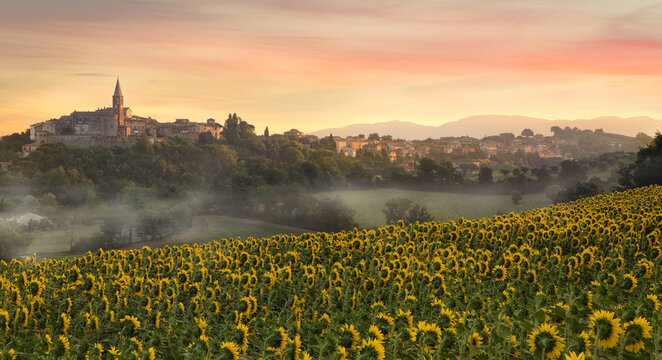 View of a field of sunflowers in the foreground with a historic hilltop town in the distance under a warm sunrise sky in Italy.