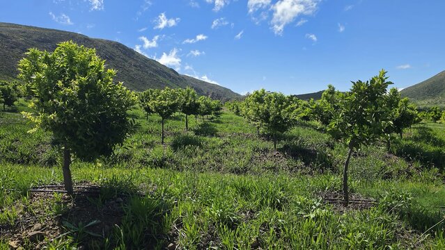 View of young clementine orchard rows stretching across farmland with tender citrus trees showing fresh growth in Hoeko, Western Cape, South Africa.