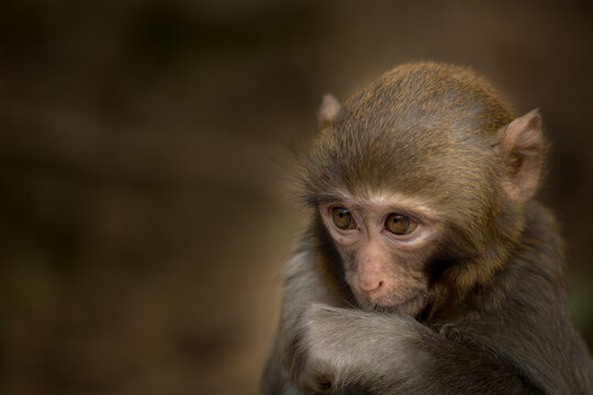 View of a close-up portrait of a macaque monkey with expressive brown eyes and soft fur in Guiyang, Guizhou, China.