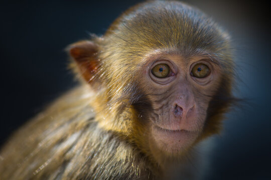 View of a close-up portrait of a macaque monkey with expressive eyes and detailed fur texture, captured in soft natural light in Guiyang, Guizhou, China.
