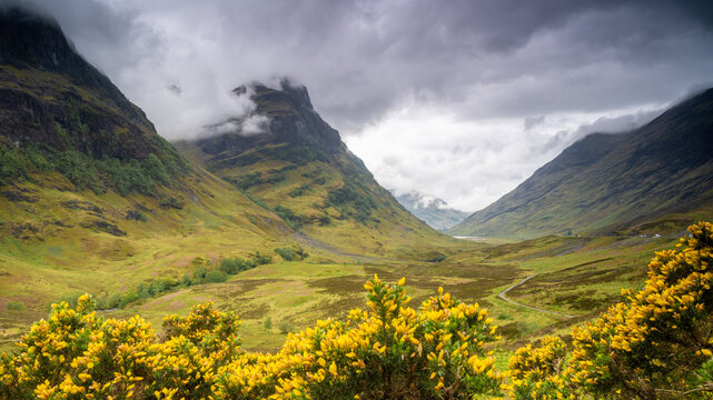 View of the dramatic Glencoe valley with lush green mountains, low hanging clouds, and vibrant yellow gorse flowers in the foreground in Highland Council, Scotland, United Kingdom.